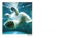 No.33zbLNO}̃_Cu